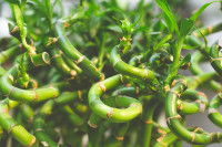 Des bambous porte-bonheurs