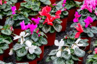 Des cyclamens en pot alignés sur le sol