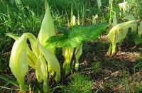 Des Arum italicum en fleurs