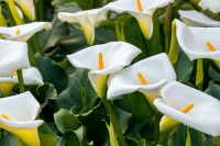 Des fleurs d'arum blanc