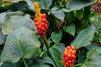 Des graines d'Arum italicum