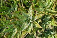 Des aloès plantés dans le jardin