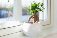 Un ficus ginseng en pot sur un bord de fenêtre