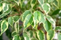 Un ficus benjamina