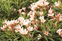 Un laurier-rose à fleurs blanches