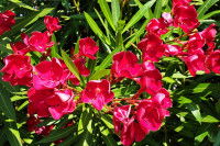 Un laurier-rose à fleurs rouges