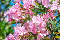 Un laurier-rose à fleurs roses