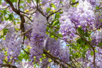 Wisteria sinensis