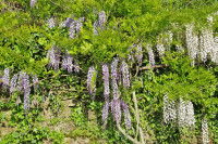 Une glycine le long d'un mur