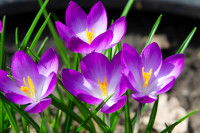 Des crocus