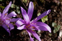 Colchicum bulbocodium vernum
