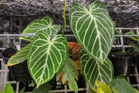 Anthurium crystallinum