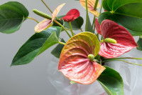 Un anthurium dans un vase