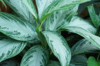 Aglaonema commutatum