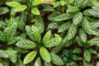 Aglaonema Emerald Beauty