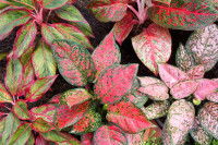 Des aglaonema à feuilles rouges