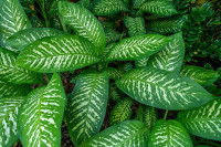 Un dieffenbachia avec de larges feuilles vertes