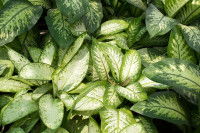 Un dieffenbachia avec des feuilles panachées