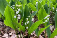 Du muguet pousse dans le jardin