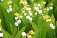 Des brins de muguet en fleurs