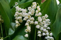 Des fleurs de muguet