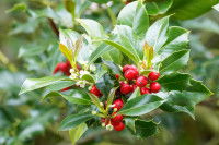 Des fleurs et fruits de houx