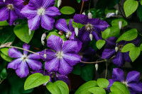 Une clématite aux fleurs violettes