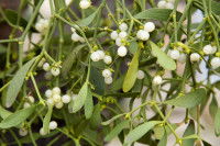 Du gui avec des feuilles et des fruits