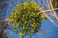 Une boule de gui accrochée à une branche