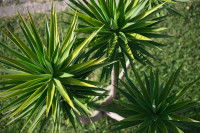 Yucca aloifolia