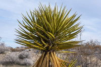 Yucca schidigera