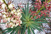 Yucca gloriosa en fleurs