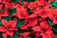 Des poinsettias aux belles couleurs rouges