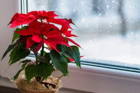 Un poinsettia en pot devant une fenêtre en hiver