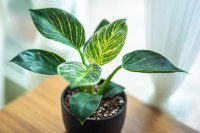 Un philodendron posé sur une table devant une fenêtre