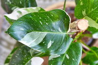 Vue du dessus d'un philodendron en pot