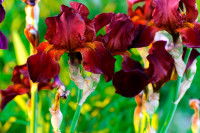 Des iris à fleurs rouges