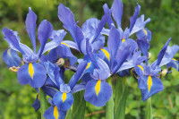 Des iris à fleurs violettes