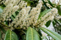 Un laurier-cerise en fleurs