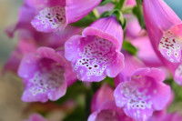 Vue proche de fleurs de la digitale