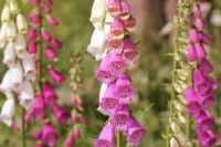 Plusieurs digitales de couleurs différentes