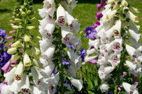 Des digitales en fleurs dans un jardin