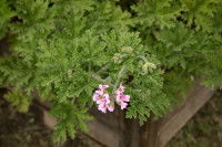 Pelargonium citronellum