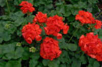 Pelargonium zonale