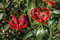 Chien et gloriosa : toxicité, symptômes d'intoxication, comment réagir...