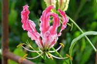 Chien et gloriosa : toxicité, symptômes, comment réagir...