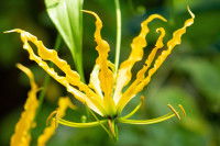 Chien et gloriosa : toxicité, symptômes, comment réagir...