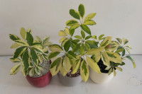 Trois scheffleras en pot dans un appartement