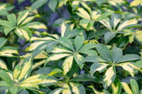 Un grand schefflera au feuillage panaché