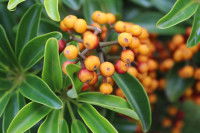 Des branches de schefflera avec des fruits